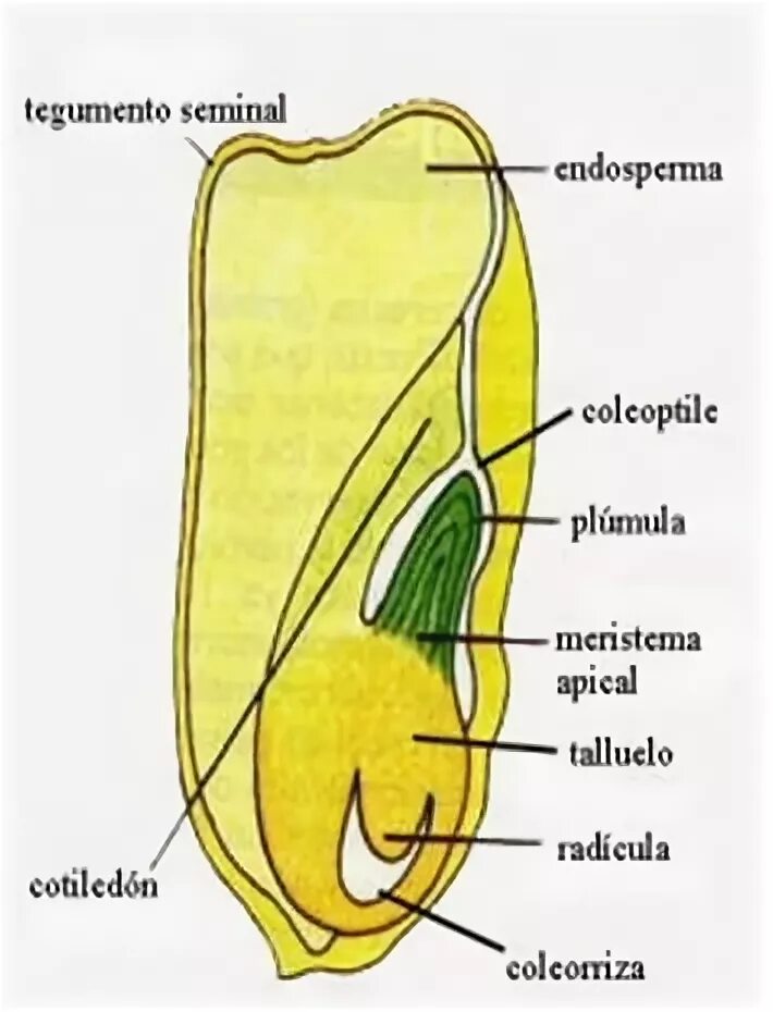 Колеоптиль у растений. Колеоптиль в семени. Колеоптиль характерен для. Колеоптиль