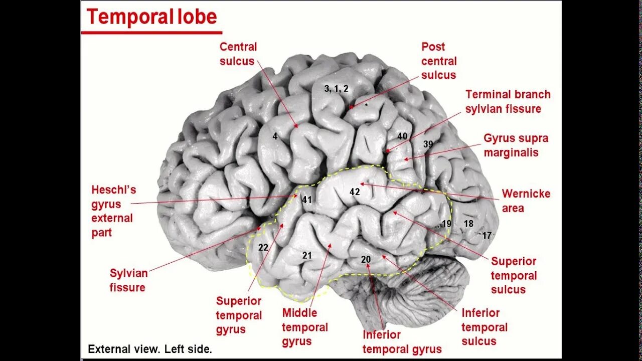 Передние лобные доли мозга. Gyrus marginalis. Лобная часть коры головного мозга.