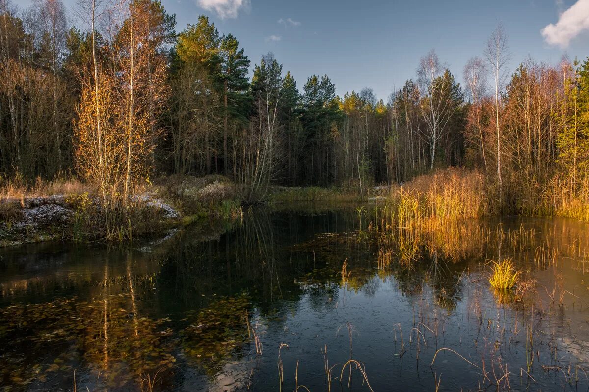 Лесного озерца