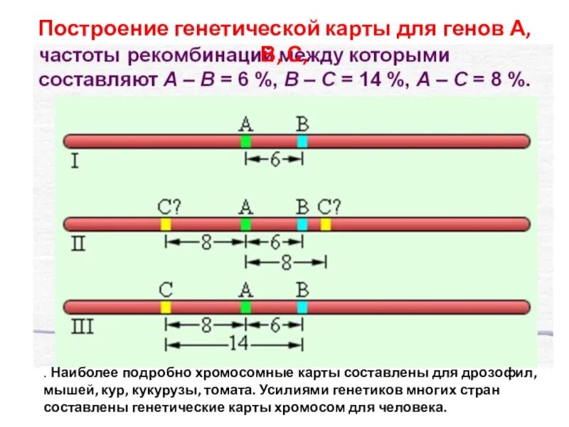 Построение генетической карты методом трех точек. Задачи на построение генетических карт. Построение генетической карты. Построение генетической карты хромосомы.