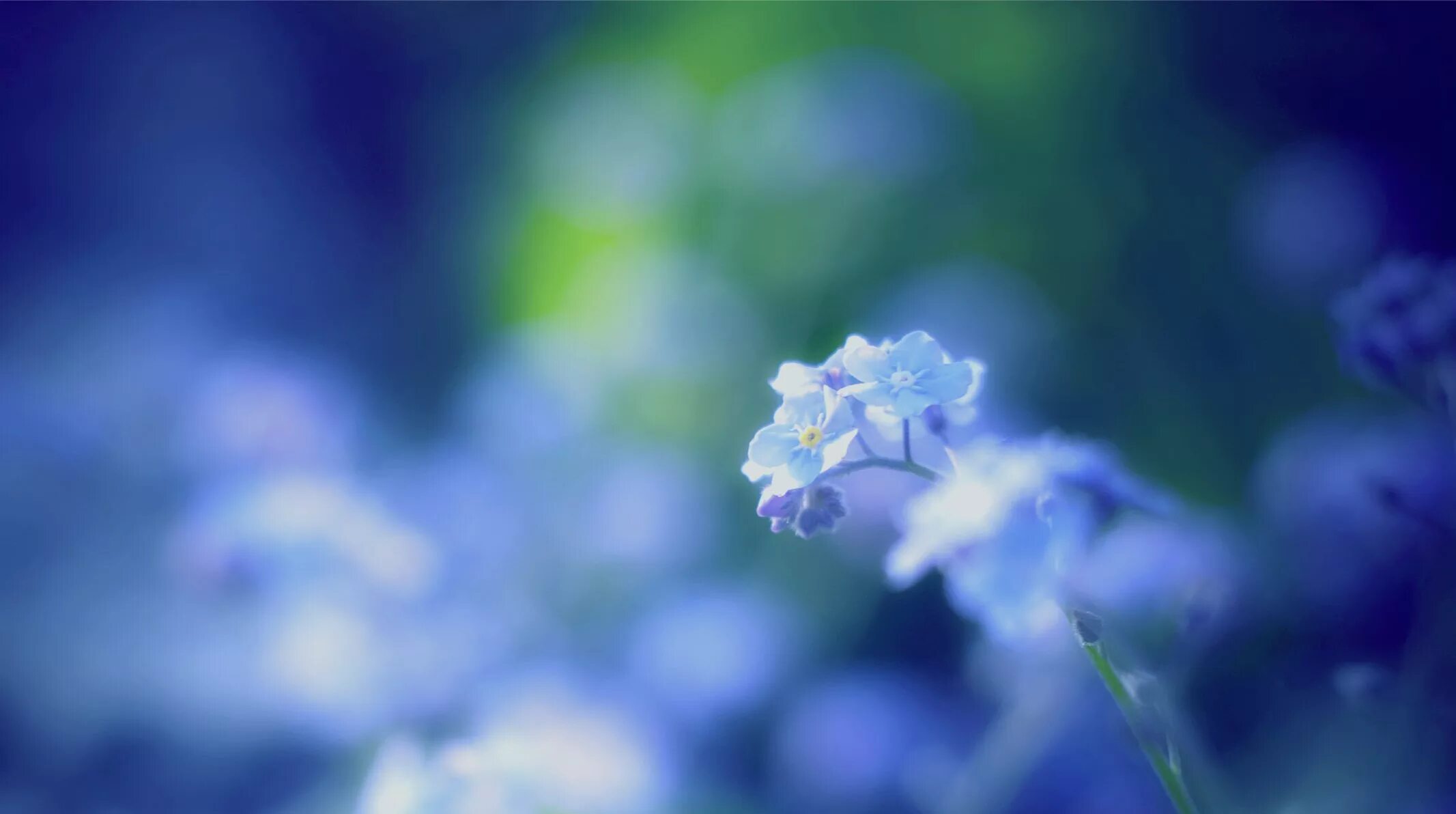 Голубые цветы. Нежные синие цветы. Нежный цветок. Нежные голубые цветы.