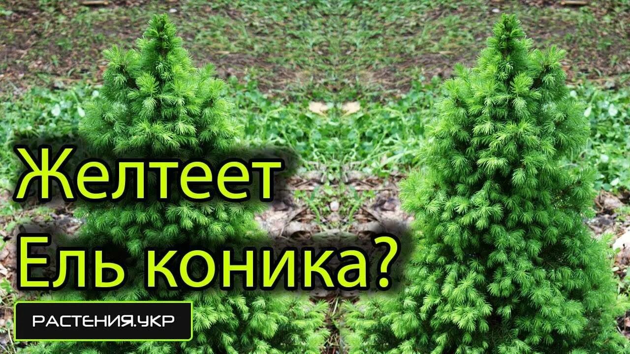 Желтеет коника. Ель коника пожелтела. Ель канадская conica подсыхает. Желтеет коника. Желтеет коника.