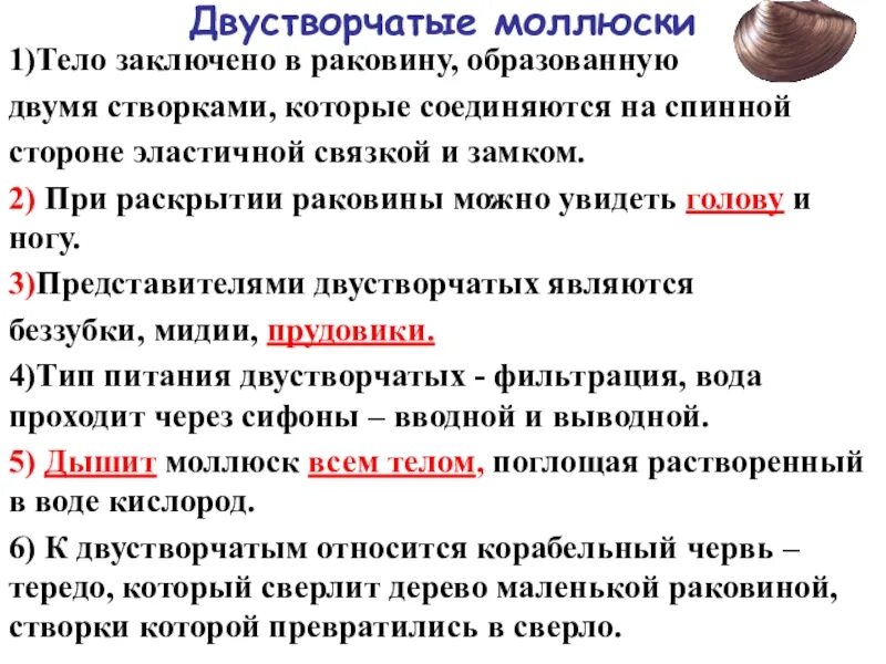 Общая характеристика моллюсков 7 класс биология. Характеристика типа моллюски. Моллюски общая характеристика. Общая характеристика двустворчатых. Мягкое тело заключено в