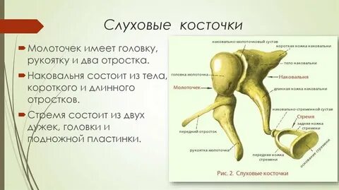 Кости уха