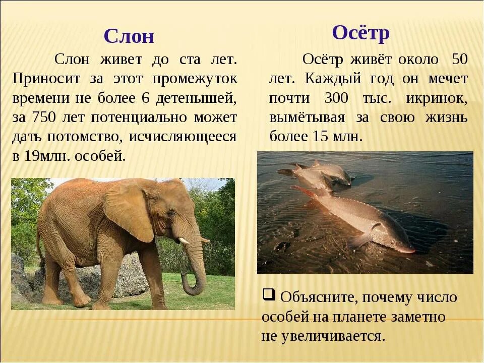 Сколько жили слоны