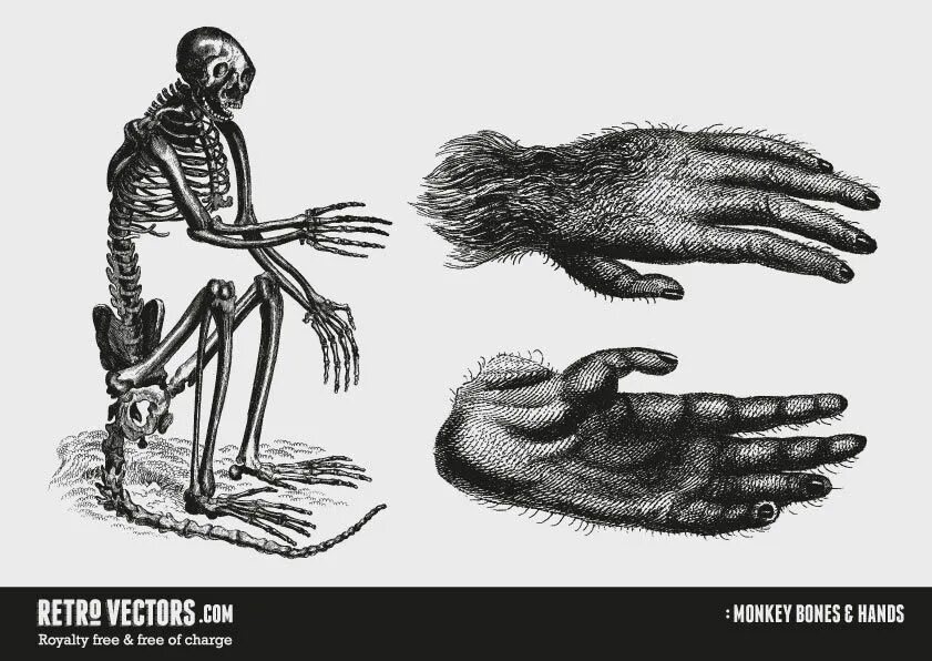 Рука обезьяны. Кисть обезьяны и человека. Шимпанзе конечности