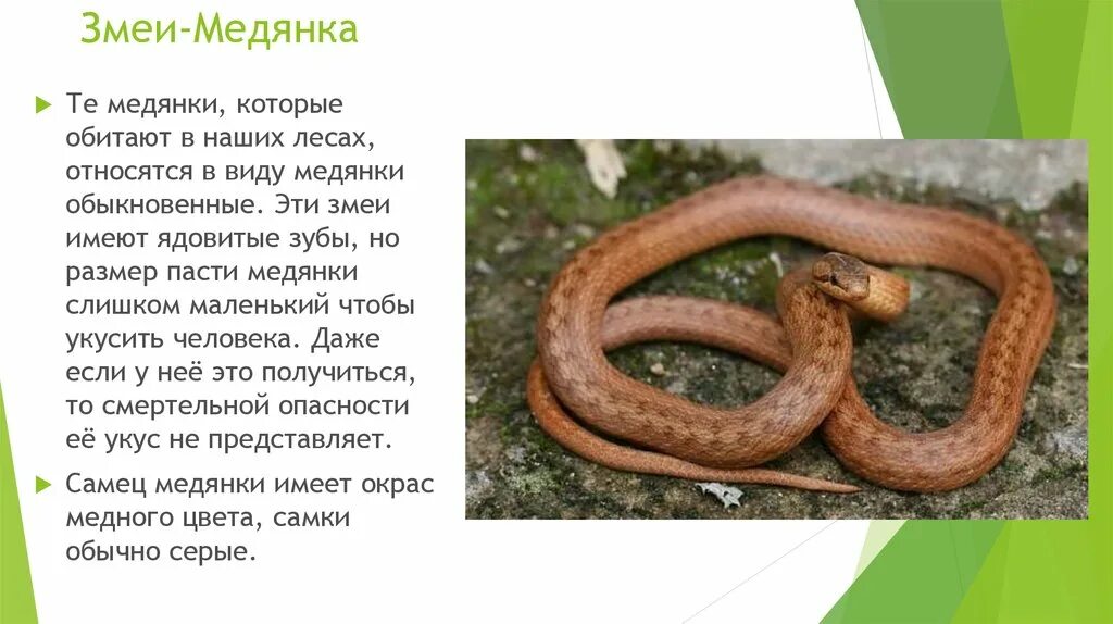 Обыкновенная гадюка медянка. Змея медянка крымская. Обыкновенная медянка пресмыкающиеся. Змея медянка обыкновенная. Гадюка медянка.