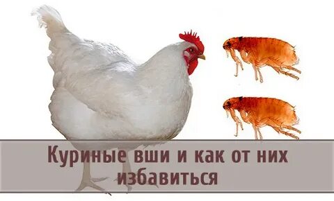 Курам от блох средство