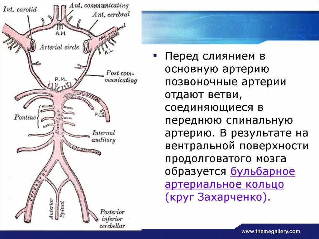 Круг кровообращения головы. Анатомия сосудов Виллизиева круга и круга Захарченко. Артериальный круг Захарченко анатомия. Кровообращение мозга. Виллизиев круг.. Сосуды образующие Виллизиев круг.