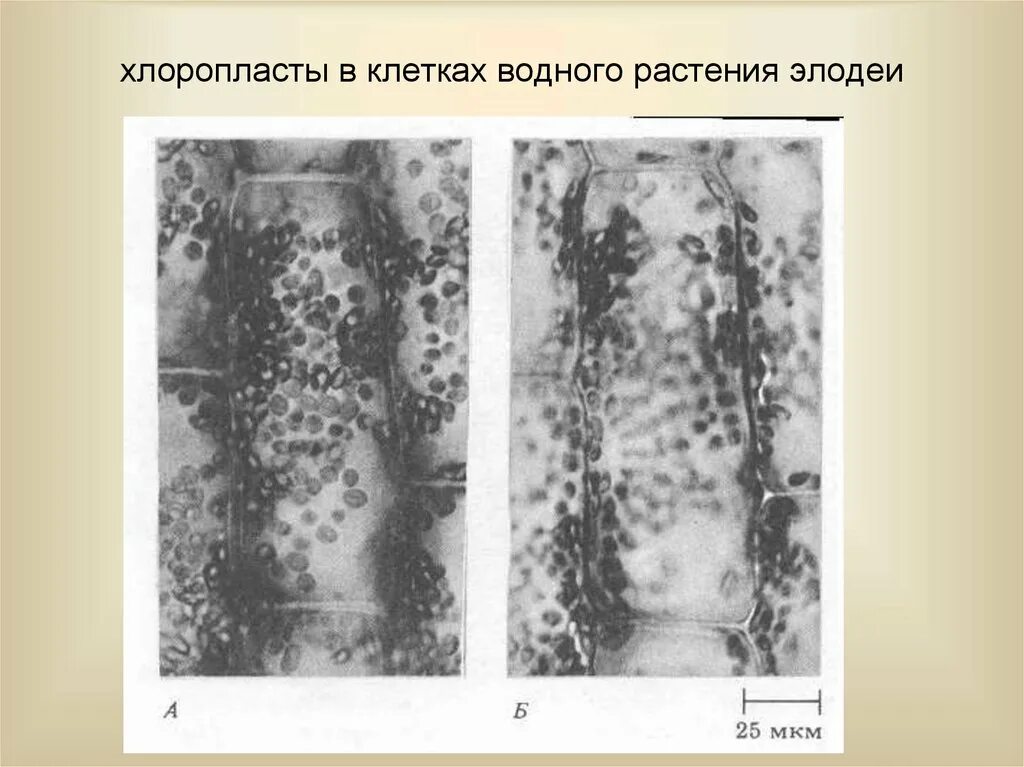 Особенности внутреннего строения элодеи. Хлоропласты в клетках элодеи. Клетки микрофотографию листа элодеи Возраст клетки. Клетки водного растения элодеи. Пластиды электронная микрофотография.