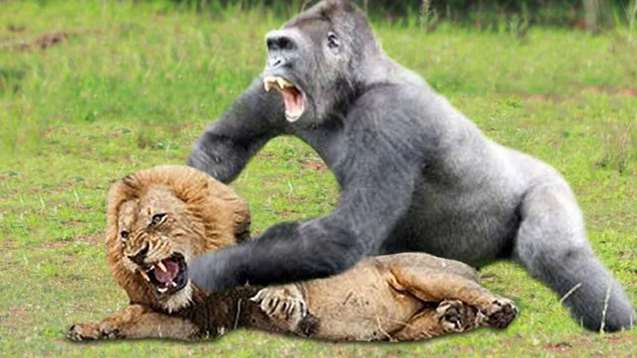 Если хотите стать сильными детки тетя горилла. Lion vs Gorilla.