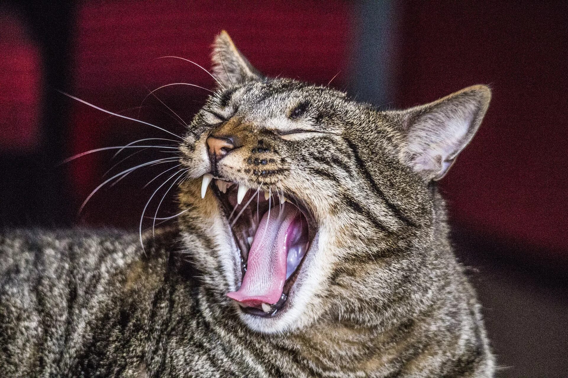 Почему коты начинают орать