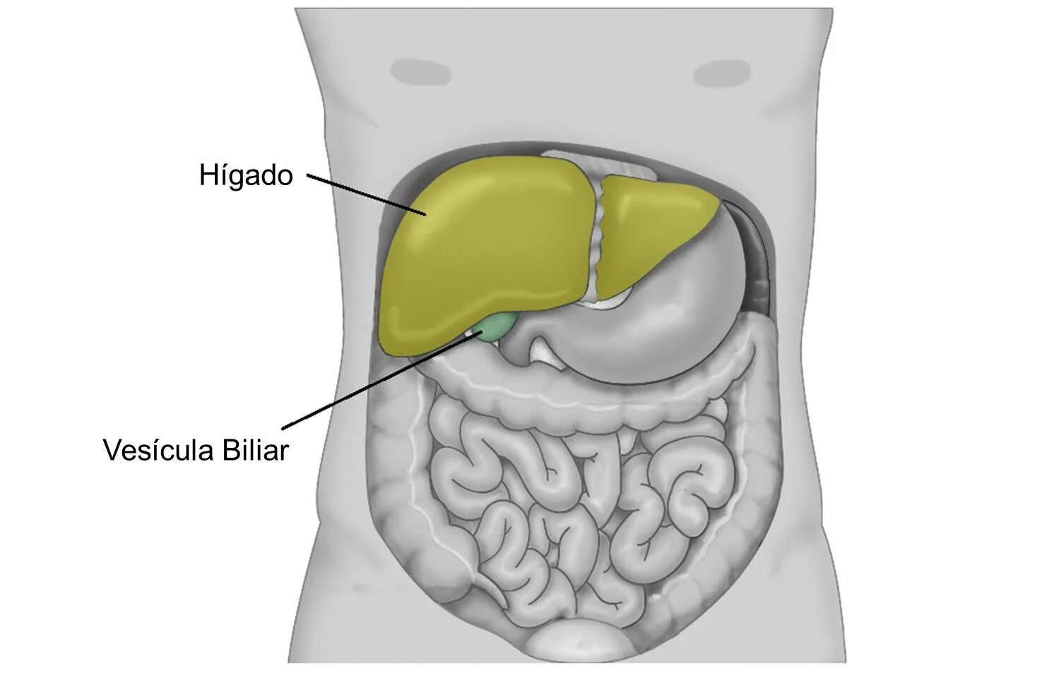 Пузырь под печенью. Желчный пузырь расположение. Желчный пузырь в брюшной полости. Анатомия человека внутренние органы желчный пузырь. Органы брюшной полости желчный пузырь.
