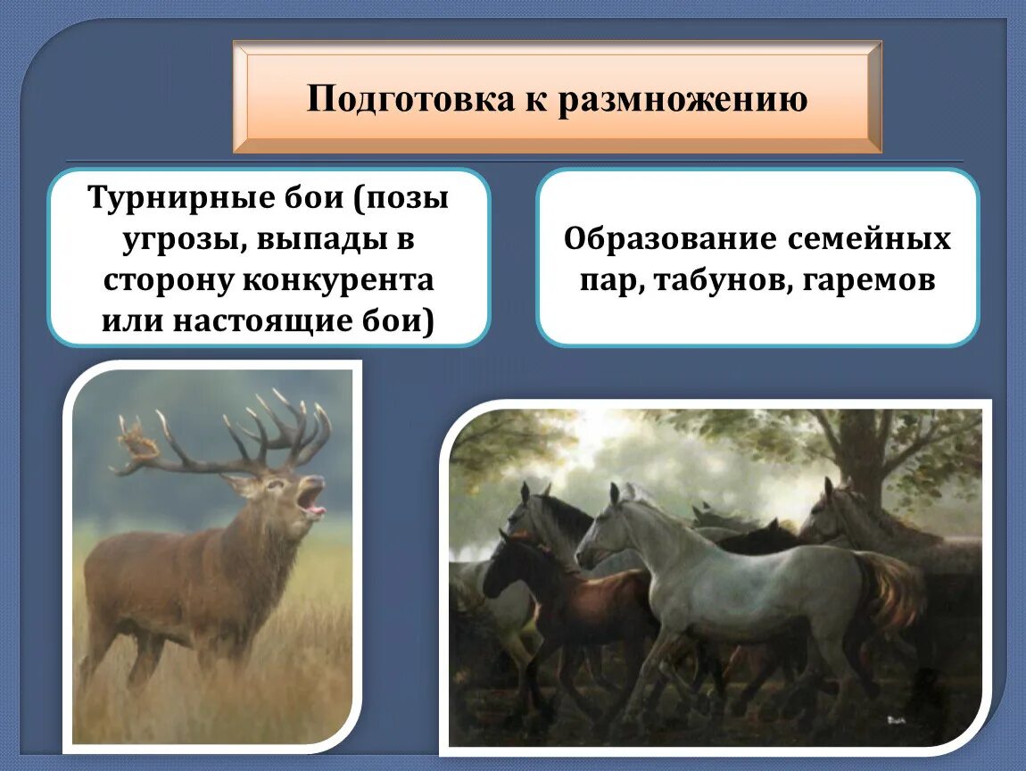 Размножение и развитие млекопитающих 7 класс конспект. Годовой цикл млекопитающих. размножение и развитие млекопитающих годовой жизненный цикл. годовой жизненный цикл млекопитающих таблица. поведение и размножение млекопитающих.