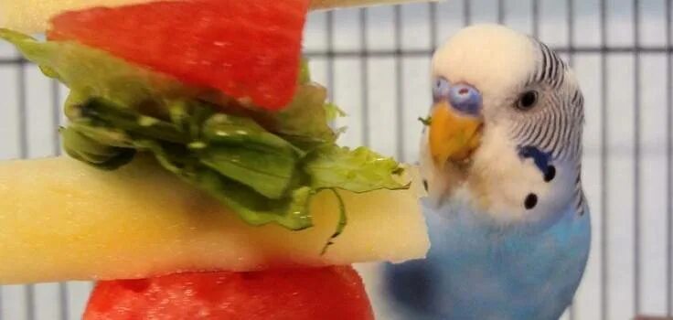 Можно попугаям клубнику. Попугай ест фрукты. Волнистики едят фрукты овощи. Волнистый попугай ест фрукты. Попугай ест клубнику.