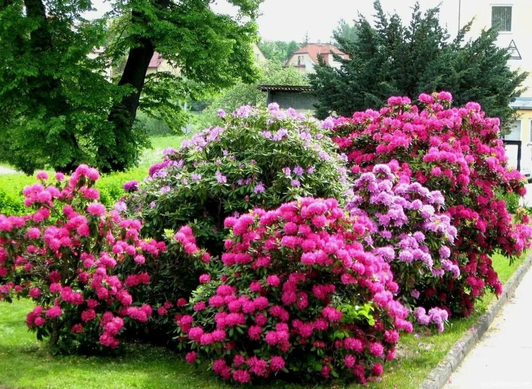 Фото красивых цветущих кустарников. Рододендрон куст. Рододендрон спирея. Цветущий куст рододендрон.