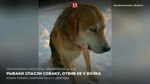 Спас девушку собака