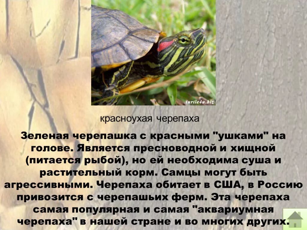 Презентация проект о красноухой черепахе 1 класс Презентация черепахи Биология Презентации 7 класс