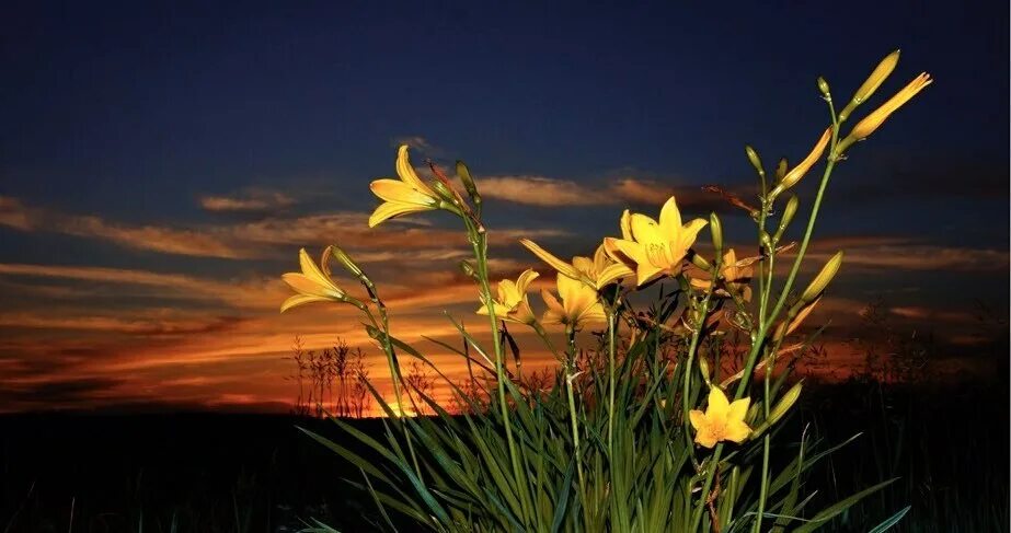 Красивого вечера. Сирень ночью. Сиреневый натюрморт. Лунная сирень. Луиза гельтс зимний натюрморт.