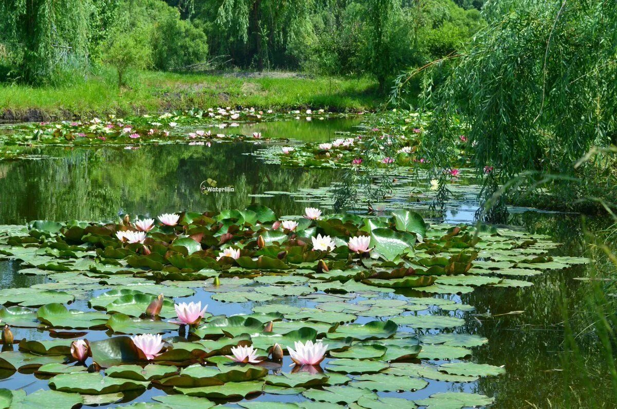 Обои Цветы Лилии водяные, нимфеи, кувшинки, обои для рабочего стола, фотографии 