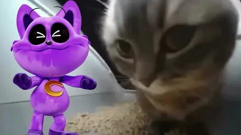 Chipi chipi chapa chapa opera gx