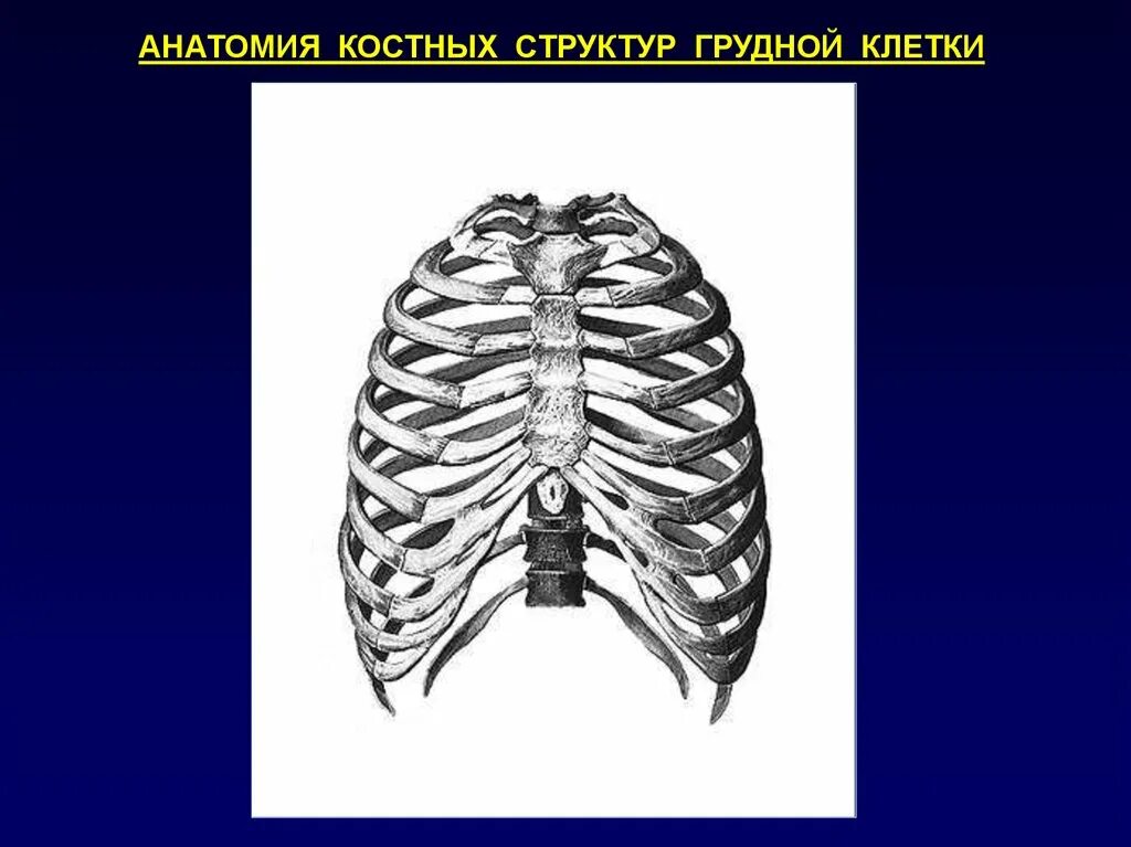 Трубчатая грудная кость. Строение грудной клетки. Нормальная анатомия грудной клетки. Костные структуры грудной клетки. Особенности строения грудной клетки человека.