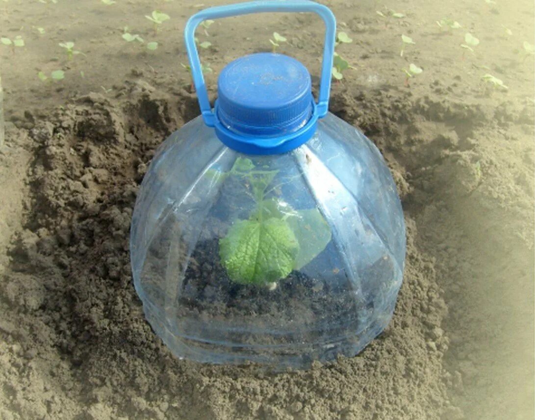 Огурцы в пятилитровых пластиковых бутылках. Пластиковые бутылки под рассаду. Укрытие рассады пластиковыми бутылками. Посадка в пластиковые бутылки. Посадка рассады в пятилитровых бутылках.