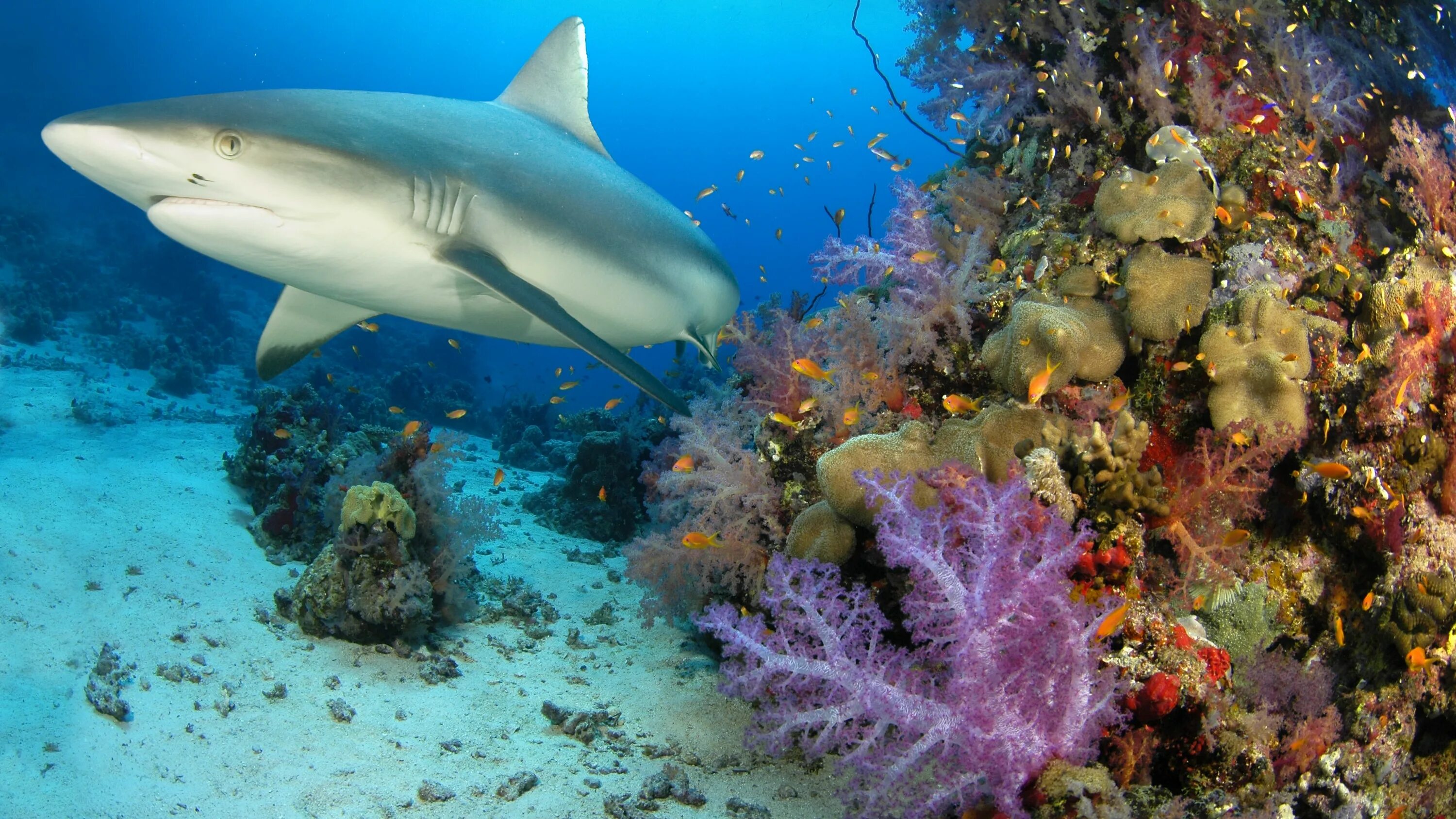 Обитатели индийского. Черноперая рифовая акула Мальдивы. Океаническая рифовая акула. Коралловые рифовая акула. Сейшелы рифовые акулы.