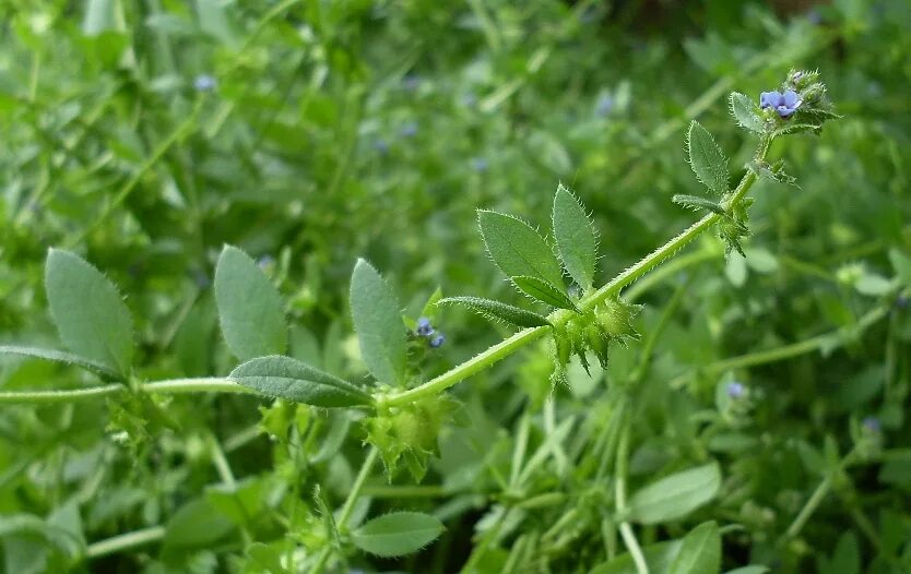 Растение с сочным стеблем. Сорняк Асперуга. Острица лежачая (Asperugo procumbens). Острица простертая Asperugo. Асперуга (Острица) простертая – Asperugo procumbens.