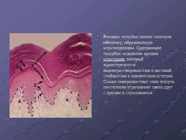 Плотные оболочки