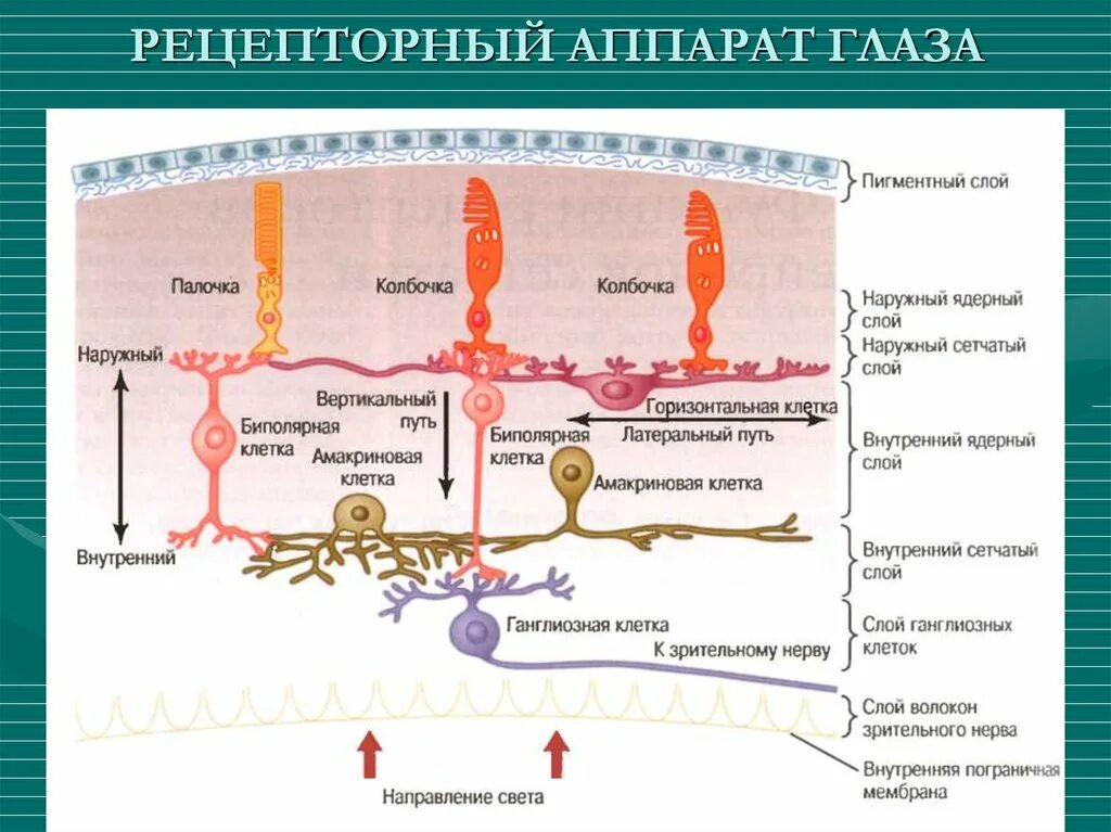 Зрительные рецепторы это. Рецепторный аппарат зрительного анализатора. Рецепторный аппарат зрительного анализатора физиология. Рецепторный аппарат глаза. Рецепторный аппарат глаза функции.