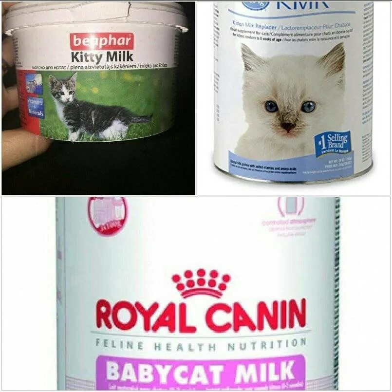 Питание котенка. Заменитель кошачьего молока для котят. Кошка и молоко. Сухое молоко для котят. Можно ли котенка