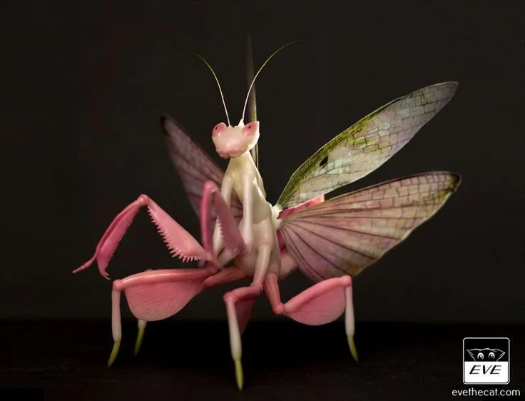 Isuru anuradha artist mantis x enjoy. Isuru anuradha artist mantis x enjoy