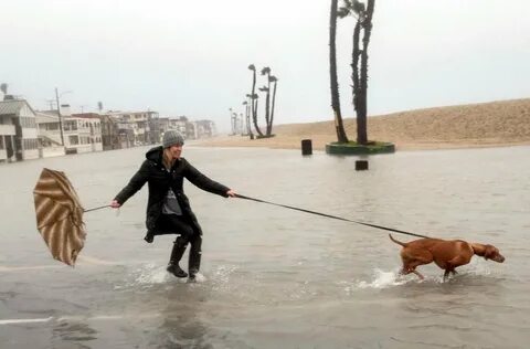 Как гулять с собакой в дождь