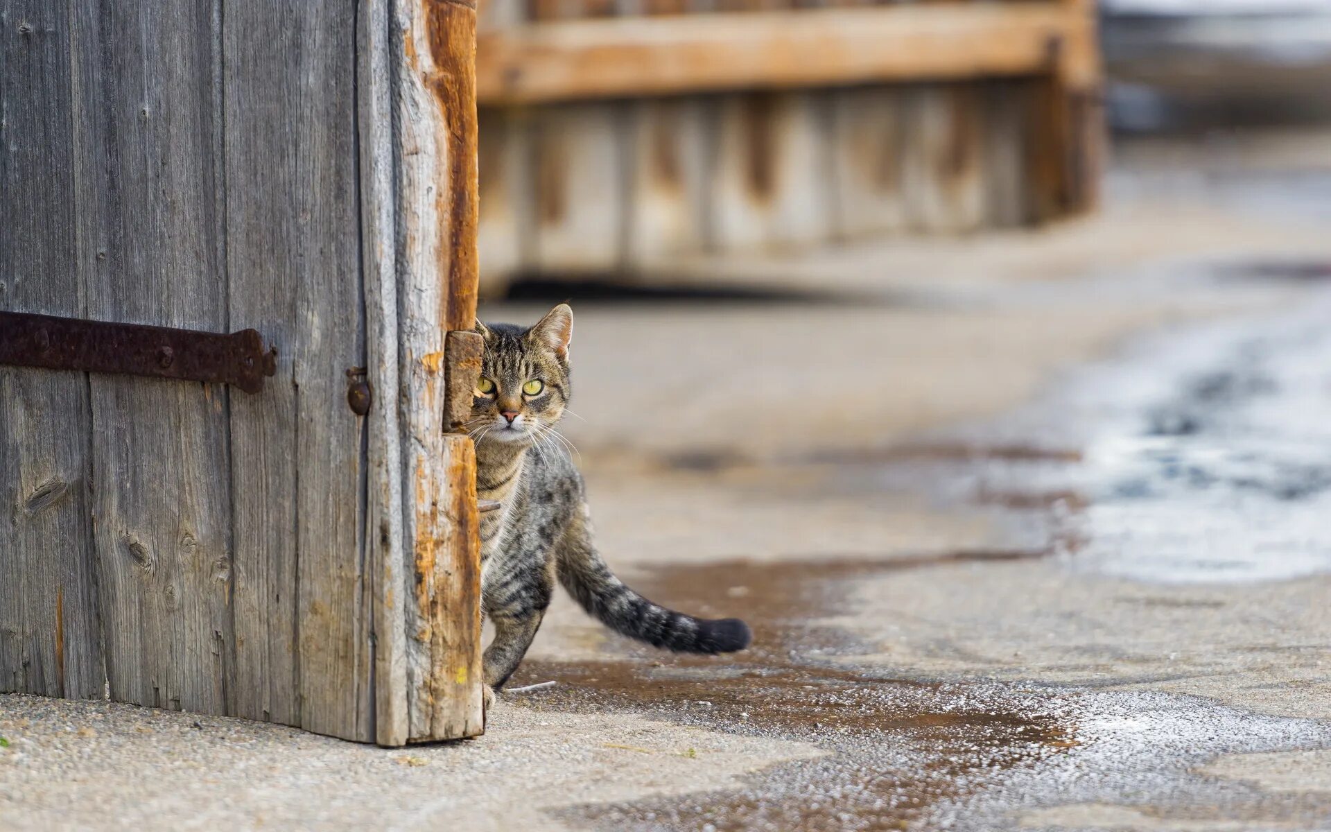 Кошечка гуляет. Коты на улице. Уличные коты. Дворовый кот.