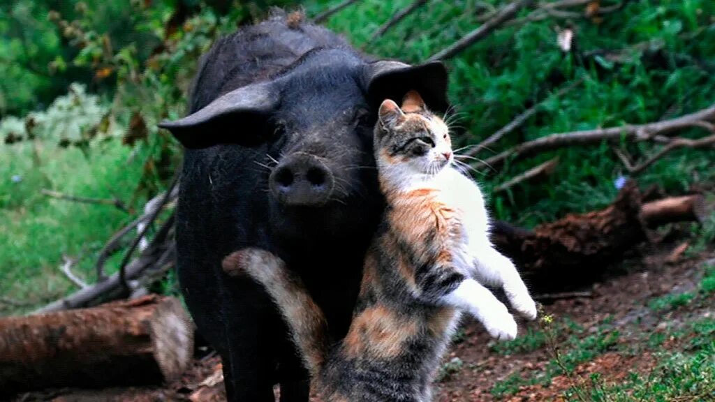 Cat pig. Домашние животные. Кошка и поросенок. Cat pig. Кот кабанчик.