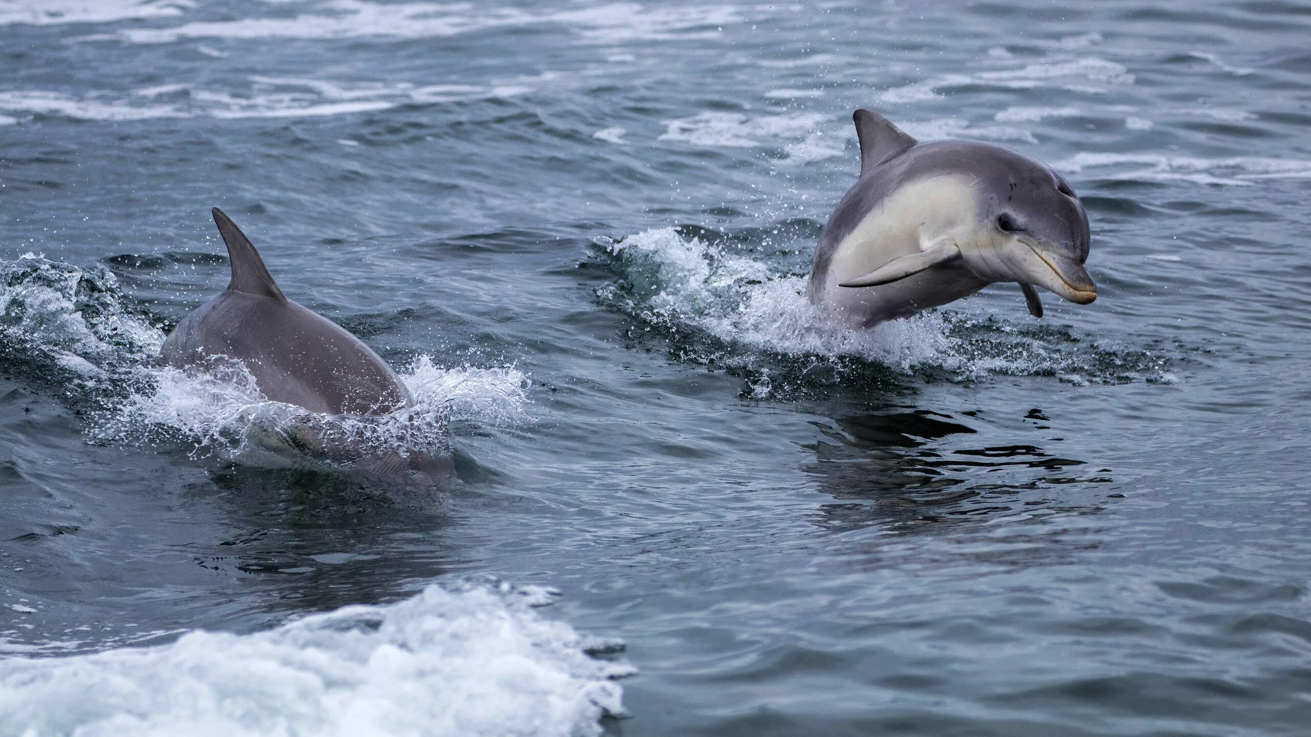 Черноморская Афалина. Черноморские дельфины афалины. Баренцево море беломордый Дельфин. Афалины в черном море. Живая природа дельфины