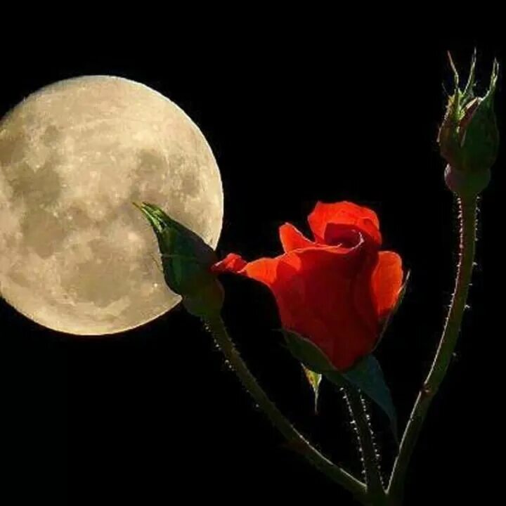 Спокойной ночи цветы. Луна и цветы. Розы ночью. Луна и роза.