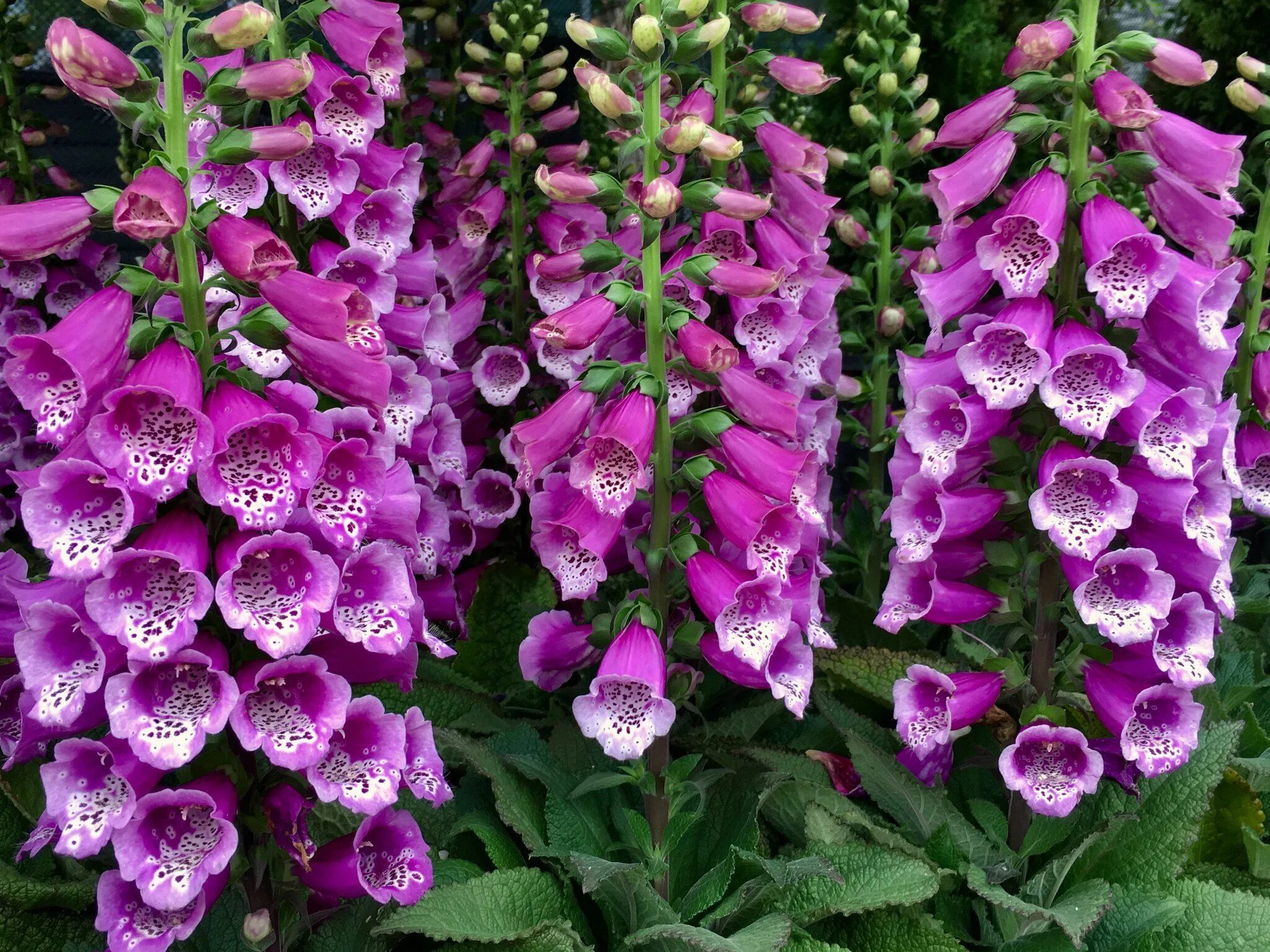 Foxglove. Дигиталис наперстянка. Наперстянка Foxglove. Наперстянка пурпурная Далматин.