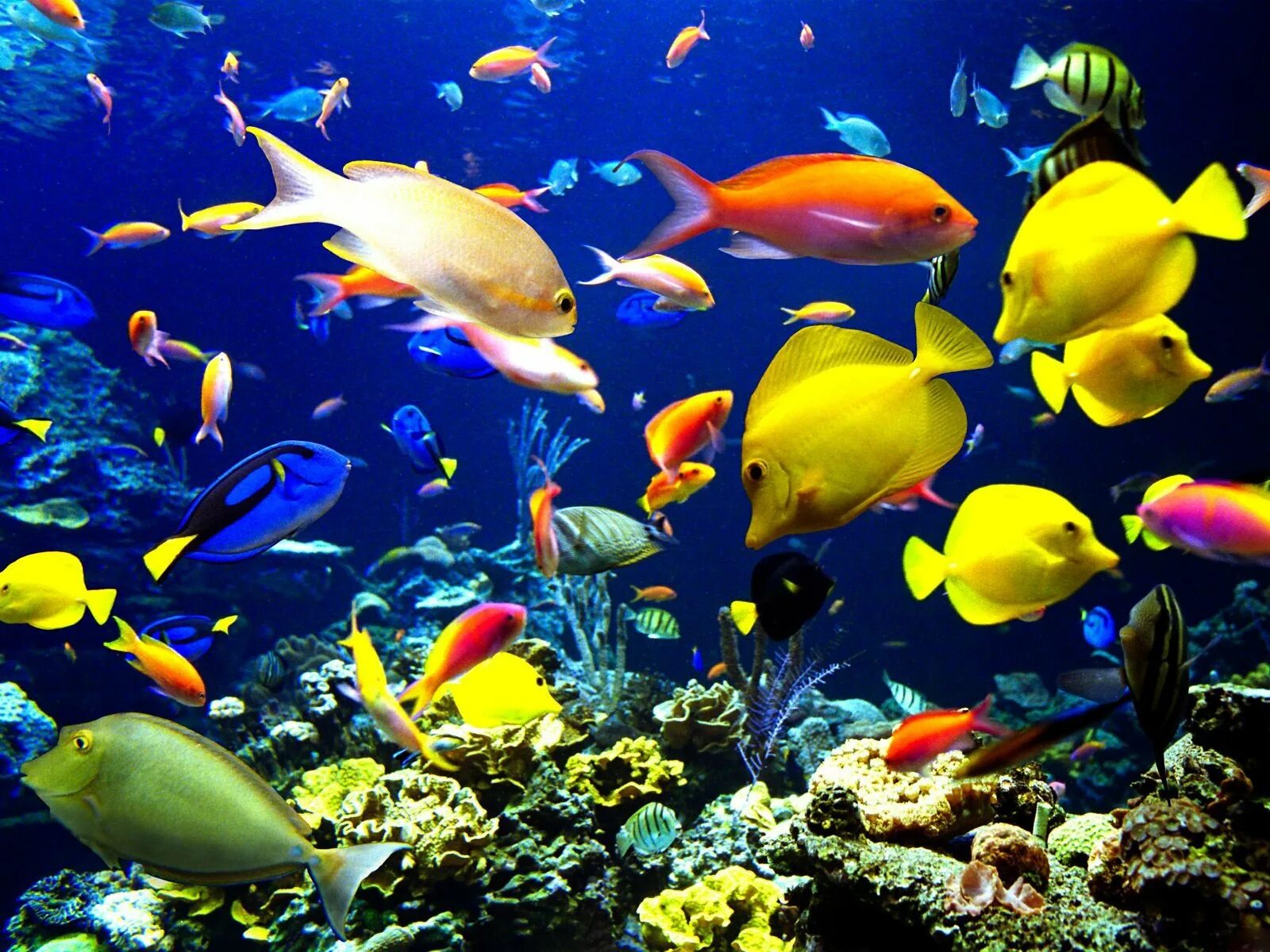 Много рыб плавают. Подводный мир. Тропические рыбки. Яркие морские рыбки. Подводный мир океана.