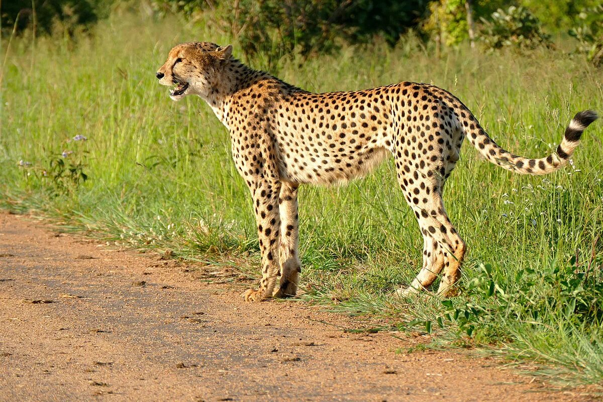 В африке обитают гепарды. Африканский гепард. acinonyx jubatus. гепард в африке. северо западный африканский гепард.