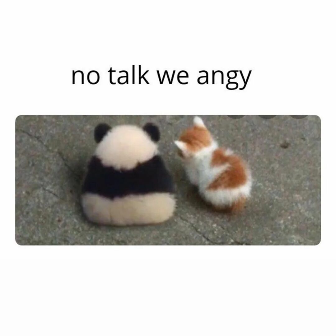 He will talk to me. No talk me Angy. Angy Мем. Cat talks Мем. Don't talk to me im Angry.