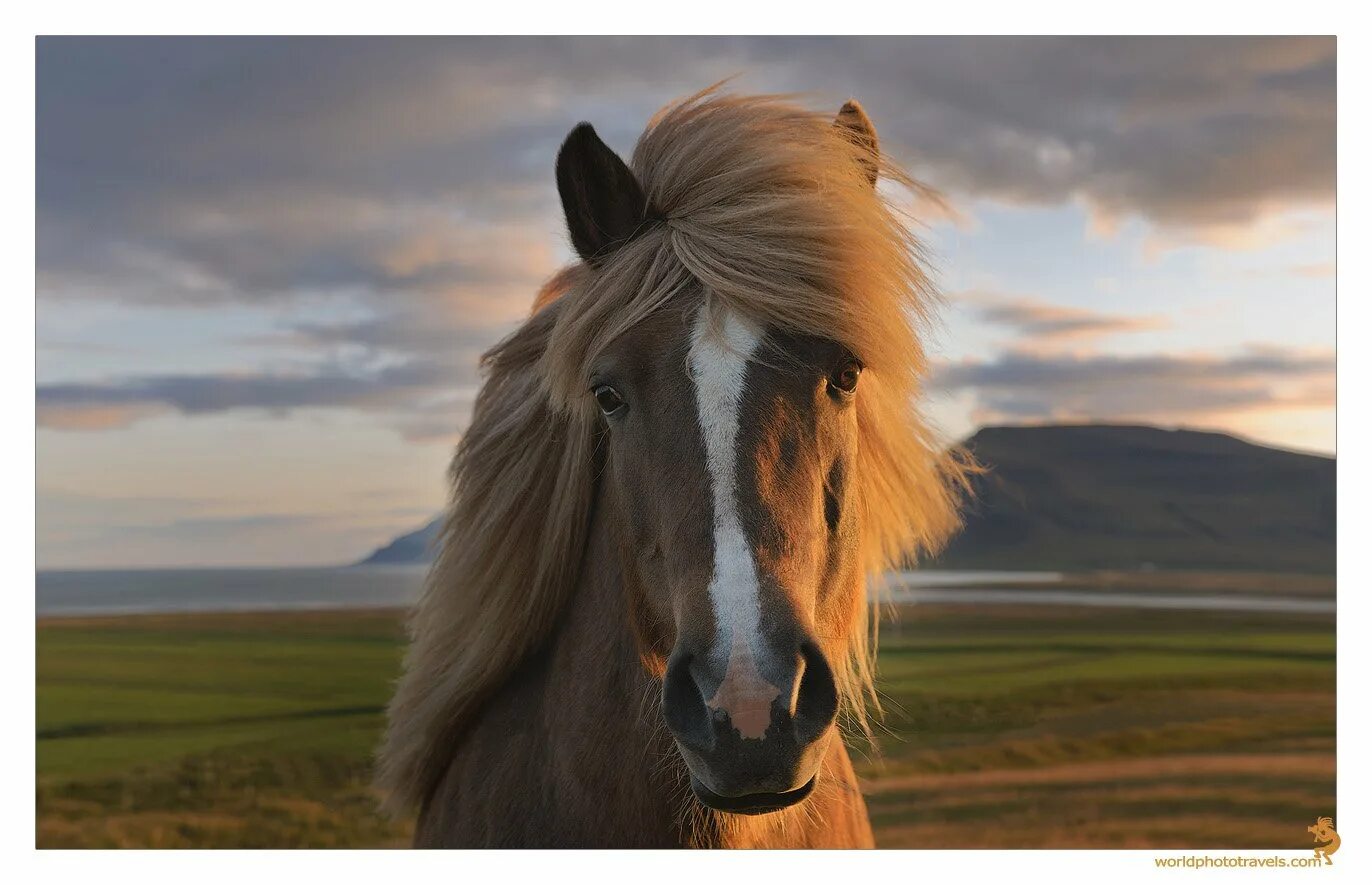 Лошади добра. Ассоциации с лошадью. Лошади добра. Вороно пегий пони. Лошади добра.