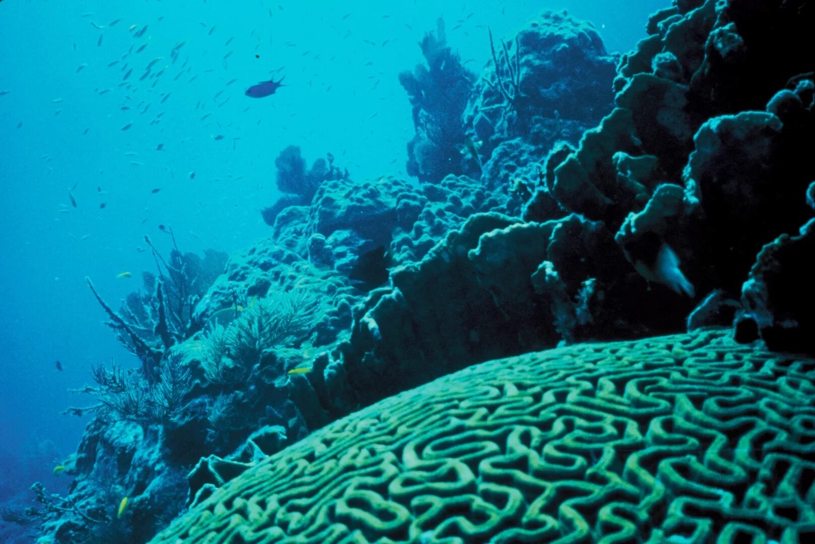 Рифы тихого океана. Атлантический океан коралловый риф. Водорослевые рифы. Большой Барьерный риф коралловые полипы. Диатомеи водоросли Тихого океана.