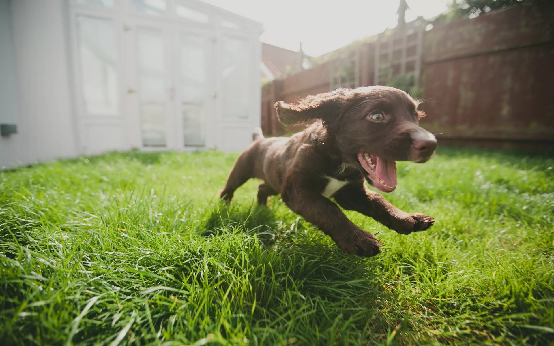 Dog c