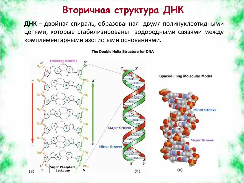 Какая формула молекулы днк. Вторичная структура ДНК схема. Первичная вторичная и третичная структура ДНК. Вторичная структура ДНК биохимия формула. Первичная и вторичная структура ДНК.