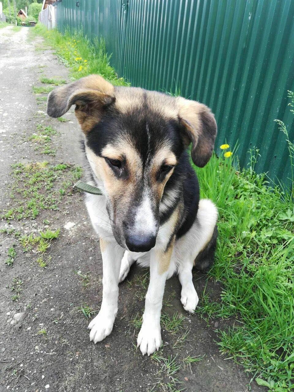 Собака дворняжка черная коричневая. Собаки дворняжки девочки. Имена для собак мальчиков дворняжек. Пятнистые дворняжки. Щенков дворняжек мальчиков.