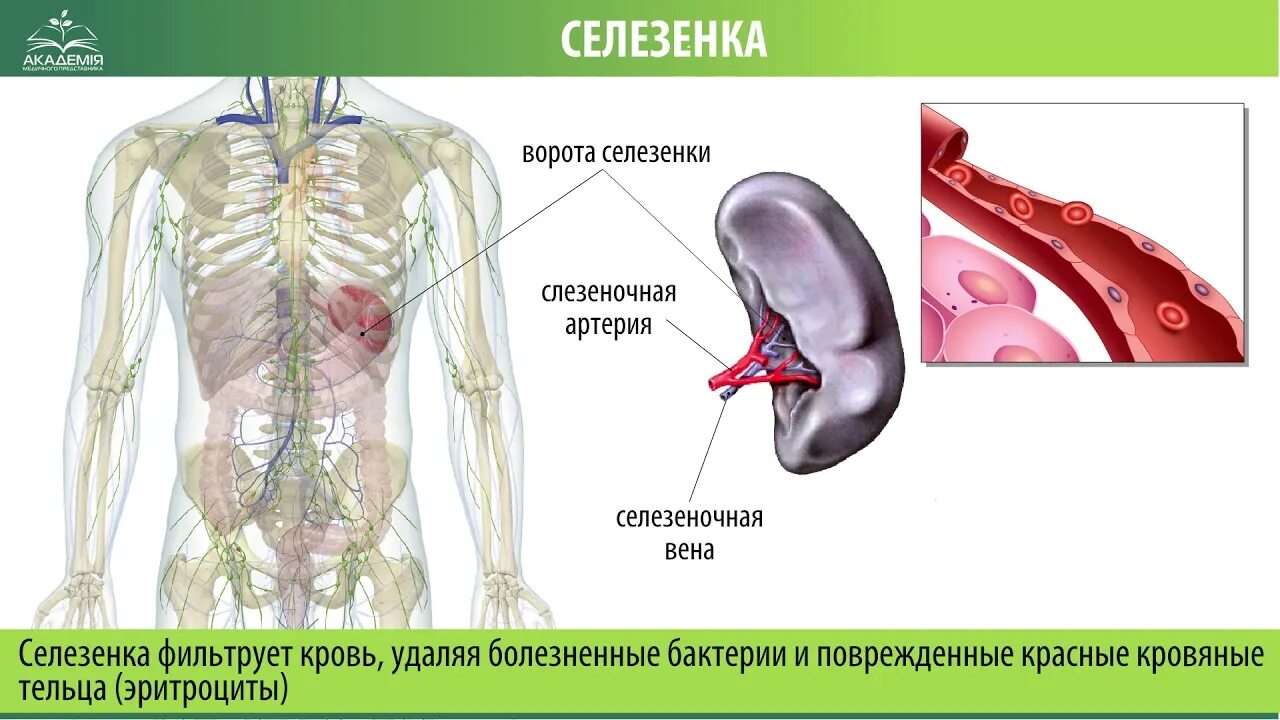 Процесс селезенки. Селезенка медунивер. Селезенка анатомия. Строение селезенки. Ворота селезенки.