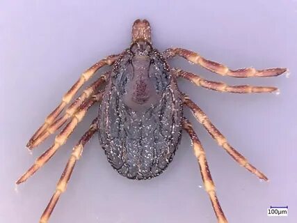 Hyalomma