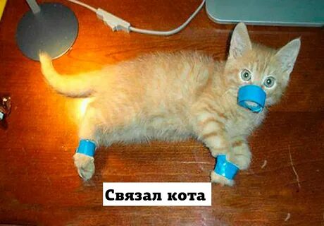 Почему пришел котенок
